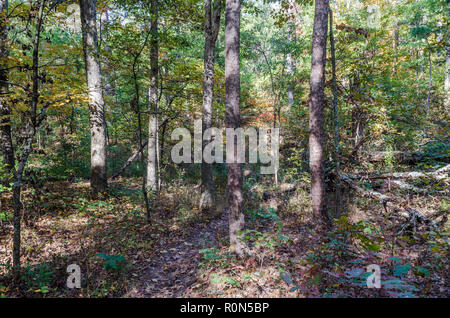 Landschaft bei Hawn State Park Stockfoto