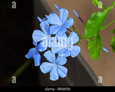 Closeup Kap Leadwort oder Plumbago Auriculata isoliert auf Hintergrund Stockfoto