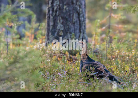 Weiblich, Auerhahn, Tetrao urogallus im Wald unter Calluna am Boden, Gällivare County, Schwedisch Lappland, Schweden Stockfoto