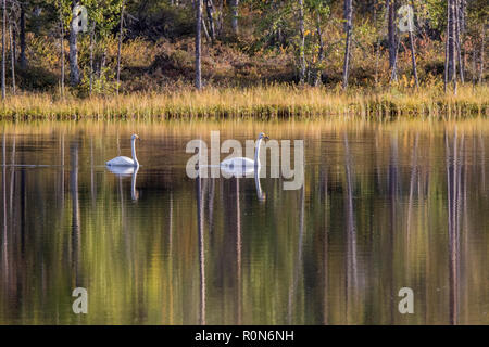 Zwei gehören Singschwan Cygnus cygnus, Schwimmen in einem See und die Bäume sich im Wasser spiegeln, Gällivare County, Schwedisch Lappland, Schweden Stockfoto