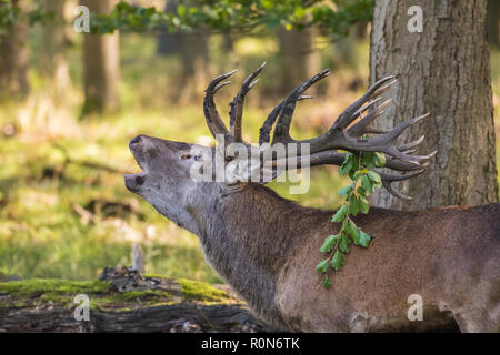 Hirsch während der brunft Saison Gebrüll, ein Stück von einem Baum bransch in seinem Geweih, Jægersborg dyrehaven, Dänemark Stockfoto