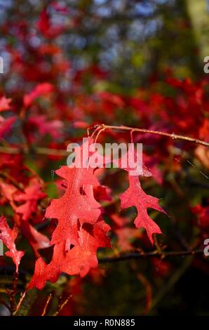 Stift Eiche (Quercus palustris) Blätter im Herbst Farbe, verschwommen, unscharf Hintergrund, Lincs, England, UK. Stockfoto