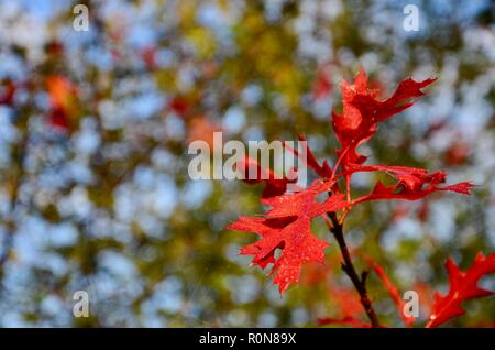 Stift Eiche (Quercus palustris) Blätter im Herbst Farbe, verschwommen, unscharf Hintergrund, Lincs, England, UK. Stockfoto