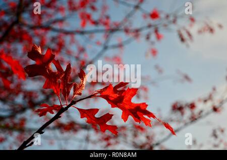 Stift Eiche (Quercus palustris) Blätter im Herbst Farbe, verschwommen, unscharf Hintergrund, Lincs, England, UK. Stockfoto