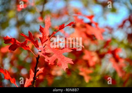 Stift Eiche (Quercus palustris) Blätter im Herbst Farbe, verschwommen, unscharf Hintergrund, Lincs, England, UK. Stockfoto