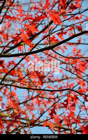 Stift Eiche (Quercus palustris) Zweige und Blätter im Herbst Farbe, Lincs, England, UK. Stockfoto