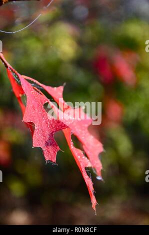 Stift Eiche (Quercus palustris) Blätter im Herbst Farbe, verschwommen, unscharf Hintergrund, Lincs, England, UK. Stockfoto