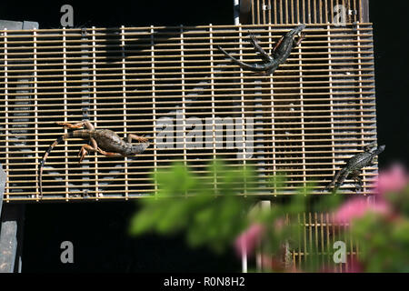 Ansicht der Gruppe der Leguan unter Sonne von Riverside in Florida, USA Stockfoto