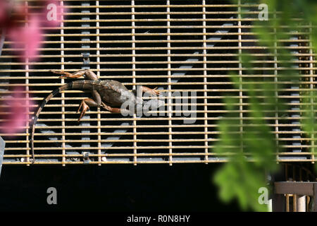 Ansicht der Leguan unter Sonne von Riverside in Florida, USA Stockfoto