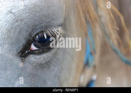 Grau, arabische Pferd Kopf close up, Augen, Wimpern. Stockfoto