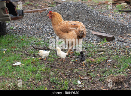 Traditionelle, rustikale freie Strecke Geflügelzucht. Henne und Küken Nahrungssuche im Freien im ländlichen Italien. Stockfoto