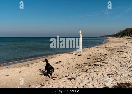 Hund am Strand in Deutschland Stockfoto