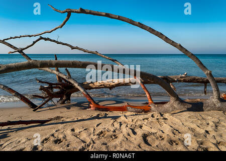 Ostsee Küste auf Darss in Deutschland Stockfoto