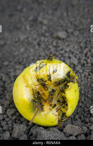 Wespen Essen gelb Apple gefallen. Trockene Apple auf dem Boden. Stockfoto