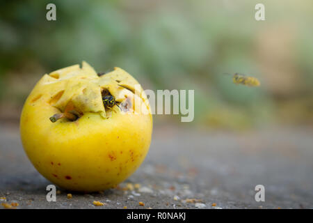Wespen Essen gelb Apple gefallen. Trockene Apple auf dem Boden. Stockfoto