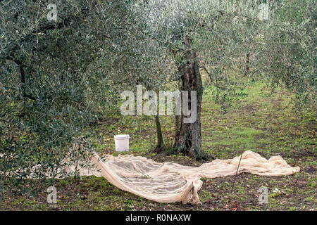 Vorbereitungen für die Olivenernte im ländlichen Norden der Toskana mit Netzen bereits in der Position. Kleine Landwirtschaft. Stockfoto