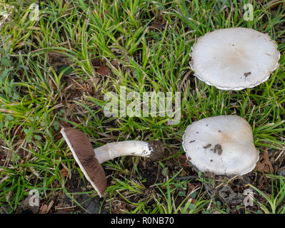 Diese sehen wie essbaren wilden Champignons Agaricus campestris konnte aber giftig sein und es ist schwer zu sagen. Stockfoto