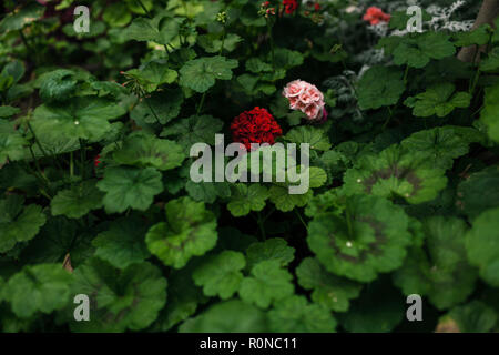 Französische Blumen auf einem Spielplatz in Córdoba Stockfoto