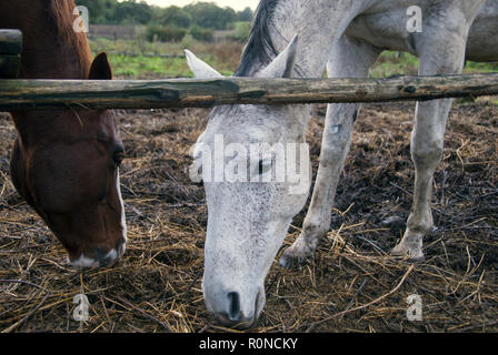 Close-up von zwei Pferden, ein weißes und ein braunes. Stockfoto