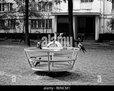 Krähen auf dem Spielplatz am Morgen, Moskau Stockfoto