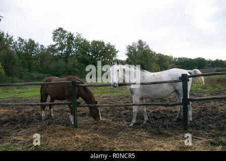 Ein weißes und ein braunes Pferd, man isst die andere sieht in die Kamera. Stockfoto
