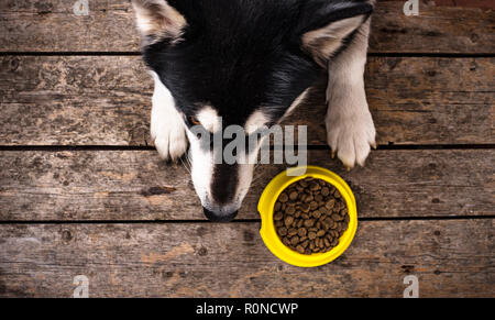 Hungrig Hund in der Nähe von eine Schüssel mit Essen liegen Stockfoto