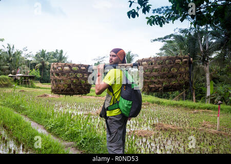 Balinesische Landwirt mit einem Korb Arbeiten am grünen Reisterrassen in Ubud, Indonesien, Bali. Stockfoto