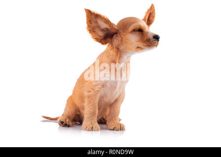 Cocker Spaniel Welpen, auf weissem isoliert. Stockfoto