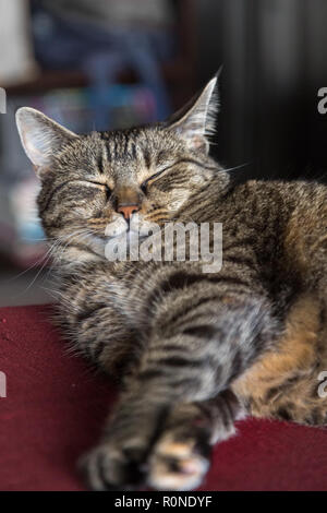Mackerel Tabby Katze drinnen entspannen Stockfoto