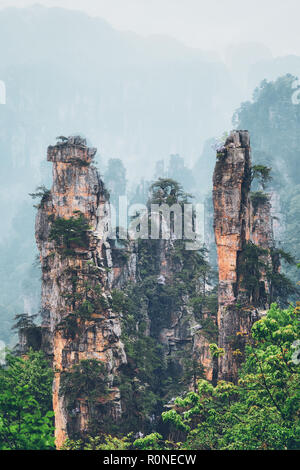 Berühmte Touristenattraktion von China - Zhangjiajie Steinsäulen cliff Berge im Nebel Wolken am Landschaftspark Wulingyuan gelegen, Hunan, China Stockfoto