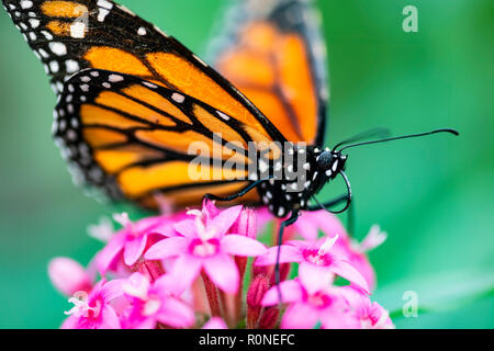 Monarch-Schmetterling Stockfoto