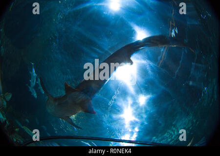 Hai schwimmt in einem Aquarium im Loro Park Stockfoto