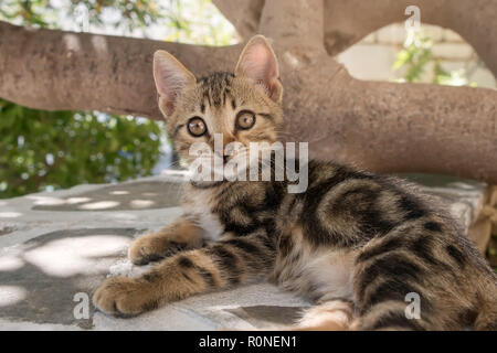 Cute Baby Kätzchen, Classic Brown tabby, ruht auf einer Wand und schaut mit großen Augen, Ägäische Inseln, Griechenland, Europa Stockfoto