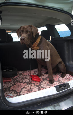 Hund chocolate Labrador in den Kofferraum eines Autos Reisen Stockfoto