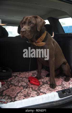 Hund chocolate Labrador in den Kofferraum eines Autos Reisen Stockfoto