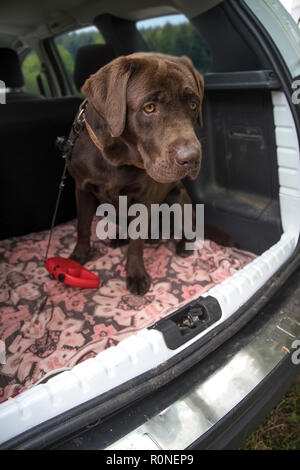 Hund chocolate Labrador in den Kofferraum eines Autos Reisen Stockfoto