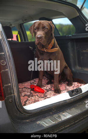 Hund chocolate Labrador in den Kofferraum eines Autos Reisen Stockfoto