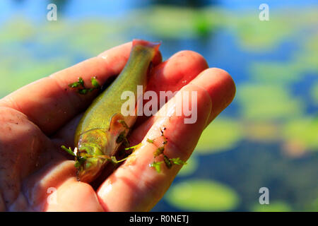 Kleine Schleie gefangen von der Fischerei-rod. Angeln. Fisch gefangen auf der Stange. Fisch am Haken Stockfoto