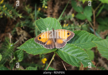 Ein Gatekeeper Butterfly ruht auf einem Blatt mit seinen Flügeln öffnen. In den englischen Midlands in 2016 gesehen. Stockfoto