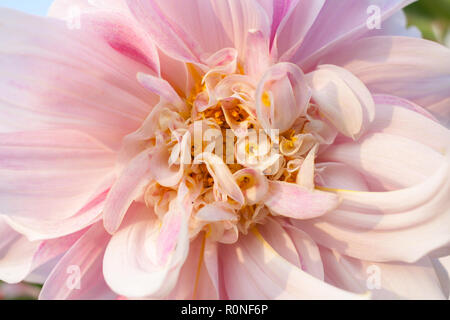 Schöne florid Große und kleine Blüten von Pale Pink Dahlia close-up. Abstrakte Natur floral background. Stockfoto