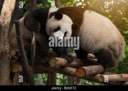 Panda sitzt im Wald und ernährt sich von Bambus Stockfoto