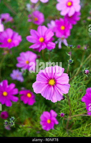 Cosmos Blumen in pink und lila blühenden und Recht suchen Stockfoto