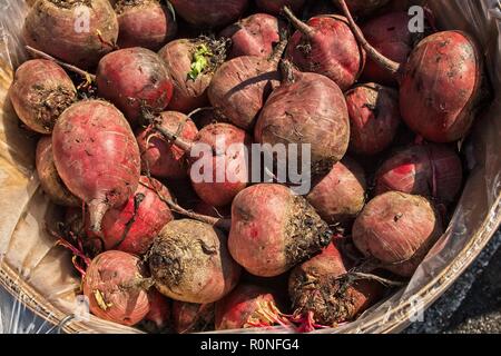 Frische rote Rüben versammelt in einem Korb und Angeboten für Verkauf an den Farmers Market Stockfoto