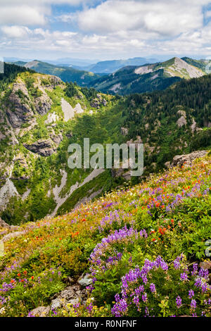 Schönen Wildblumen blühen entlang der Hügel im Staat Washington, USA, und Berge, die auf Ewig Stockfoto