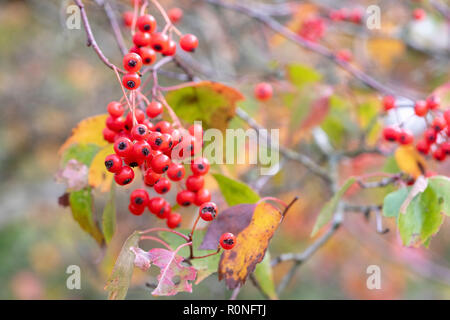 Crataegus phaenopyrum. Washington hawthorn Laub und roten Beeren im Herbst. Großbritannien Stockfoto