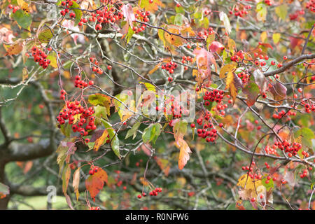 Crataegus phaenopyrum. Washington hawthorn Laub und roten Beeren im Herbst. Großbritannien Stockfoto