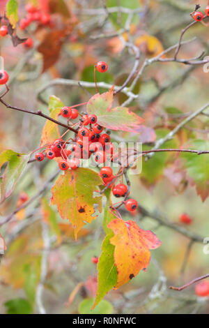 Crataegus phaenopyrum. Washington hawthorn Laub und roten Beeren im Herbst. Großbritannien Stockfoto