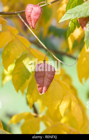 Koelreuteria paniculata 'Rose Laterne'. Golden Rain Tree seed Pod im Herbst. Großbritannien Stockfoto