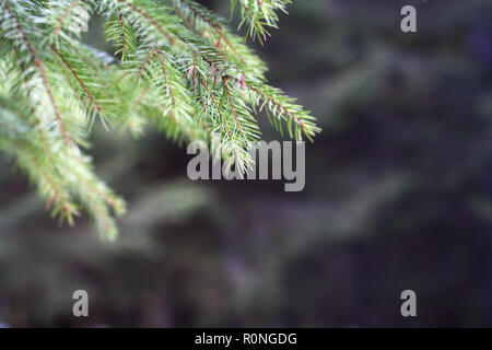 Pine Tree Branch in Karpaten Wald in der Nähe von Stockfoto