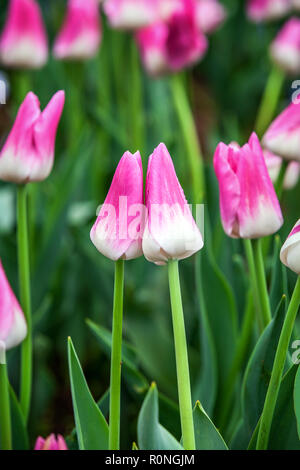 Zwei rosa Tulpen Küssen in regnerischen Tag Stockfoto